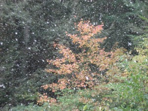 early snowstorm