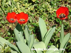 red tulips