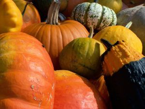 lots of pumpkins