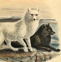 arctic-fox-thumb