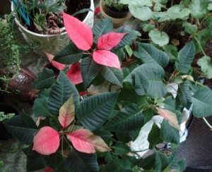 poinsettia
