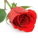red-rose