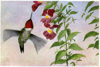 ruby throated hummingbird